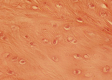 <p><span>Identify the indicated tissue.</span></p>