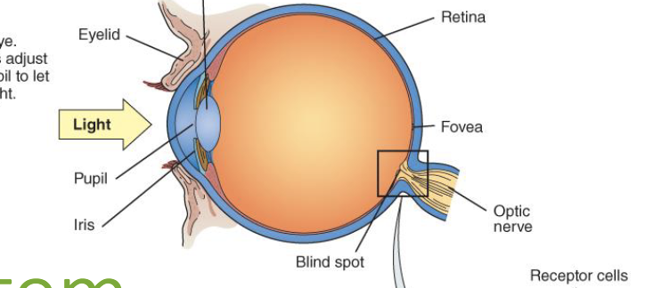<p>light enters the eye → iris adjusts the size of the pupil so more or less light can go in </p>