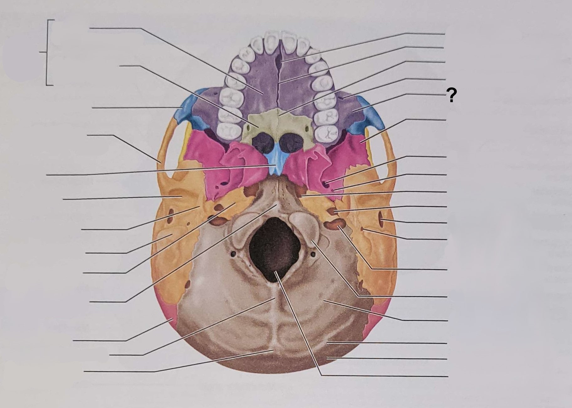 <p>Name the indicated structure</p>