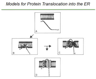 <p>signal sequence binds to the surface of lipid bilayer, insertion continues as the backbone of alpha helix straightens and pulls the polypeptide into the membrane. Basic residues at the N terminus of the signal anchors the signal to the “cis” face of the membrane (prevents headfirst insertion and creates helical hairpin/insertion loop configuration). hydrophilic proteins at then accommodated in a water-filled protein channel</p>