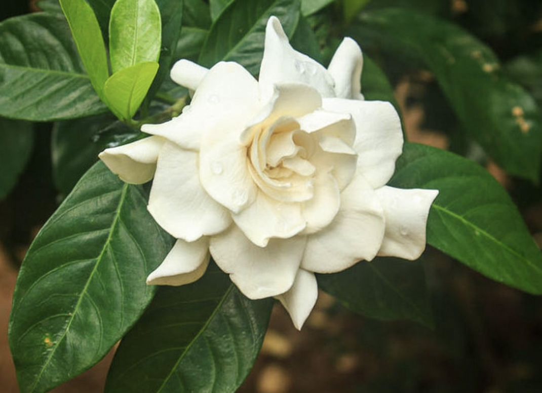 gardenia
