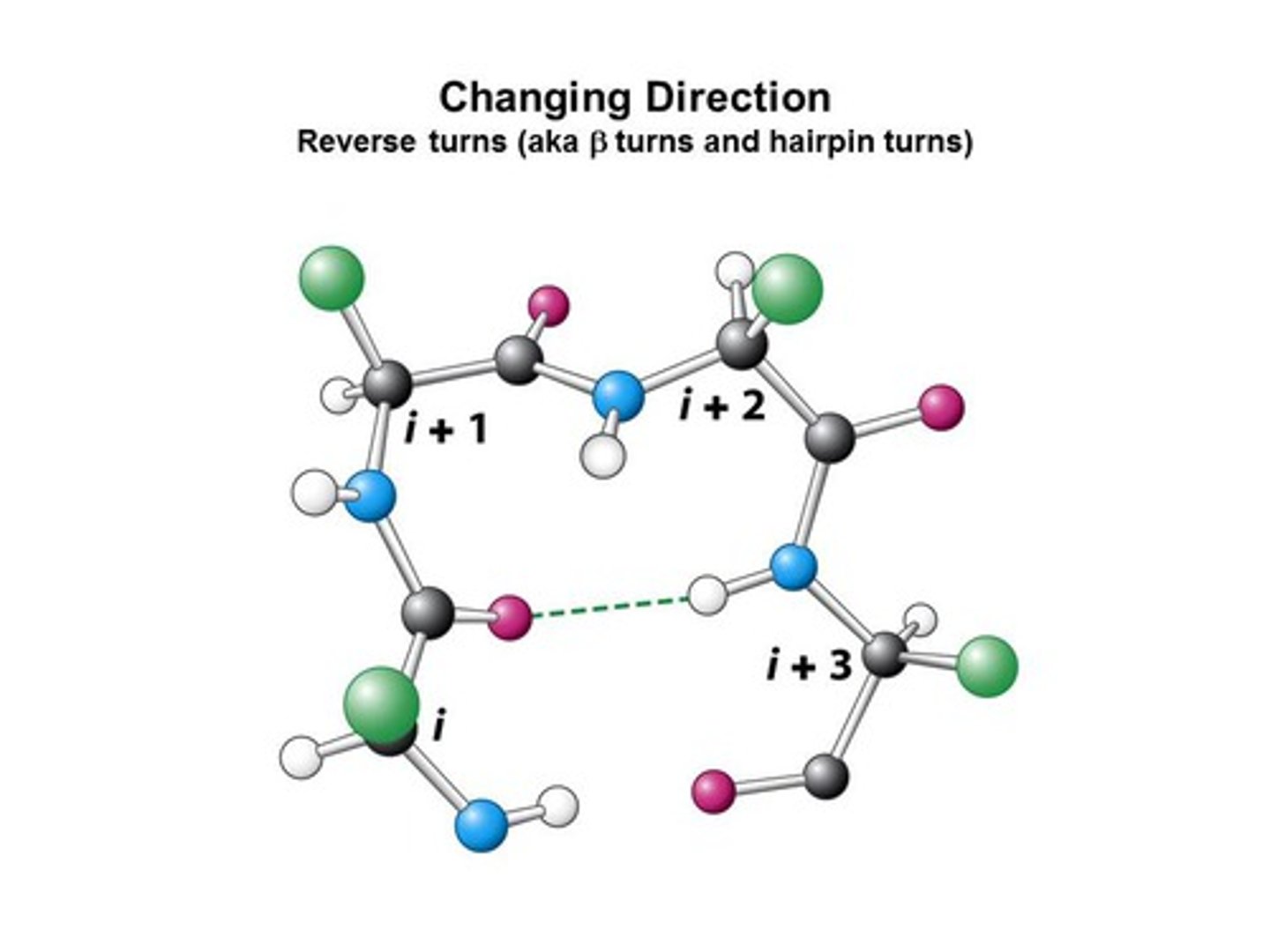 <p>carbonyl C of one residue is H-bonded to the amide proton of a residue <strong>three residues away (1st and 4th)</strong></p><p></p><p>two types differ in orientation of middle peptide bond </p>