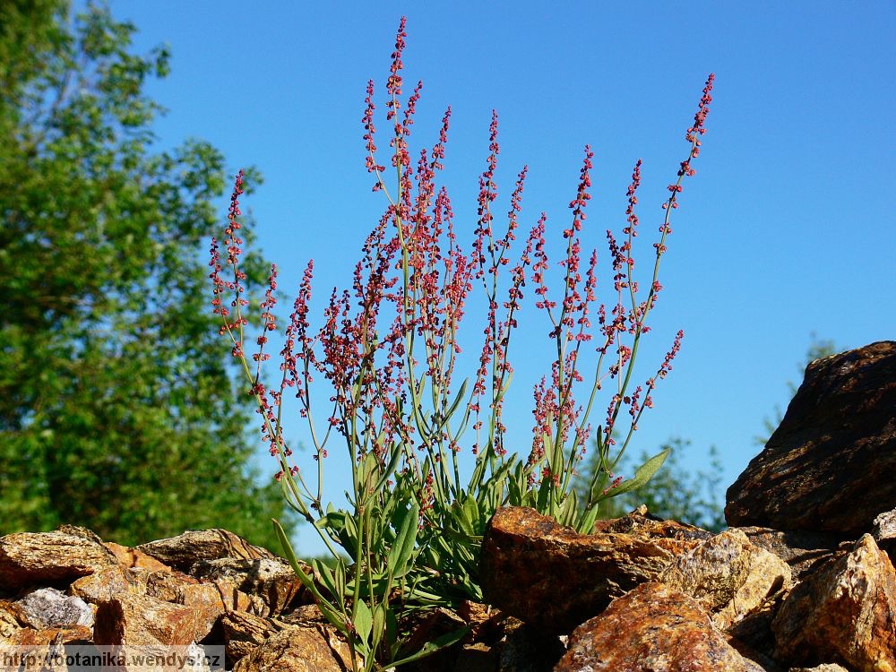 <p>Rumex acetosella - <strong>Polygonaceae</strong></p>