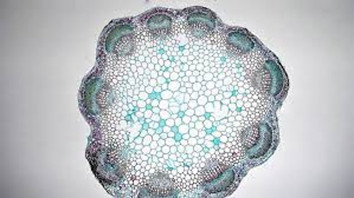 <p>This cross section is of what part of a dicot plant?</p>