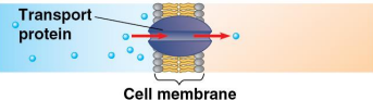 <p>Transport proteins</p>
