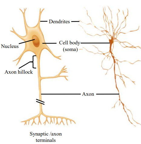 <ul><li><p>Receive information either from the periphery or from other cells.</p></li><li><p>Receive stimuli through activation of chemically or mechanically gated ion channels; in sensory neurons, produce generator or receptor potentials; in motor neurons and association neurons, produce excitatory and inhibitory postsynaptic potentials (EPSPs and IPSPs).</p></li></ul><p></p>