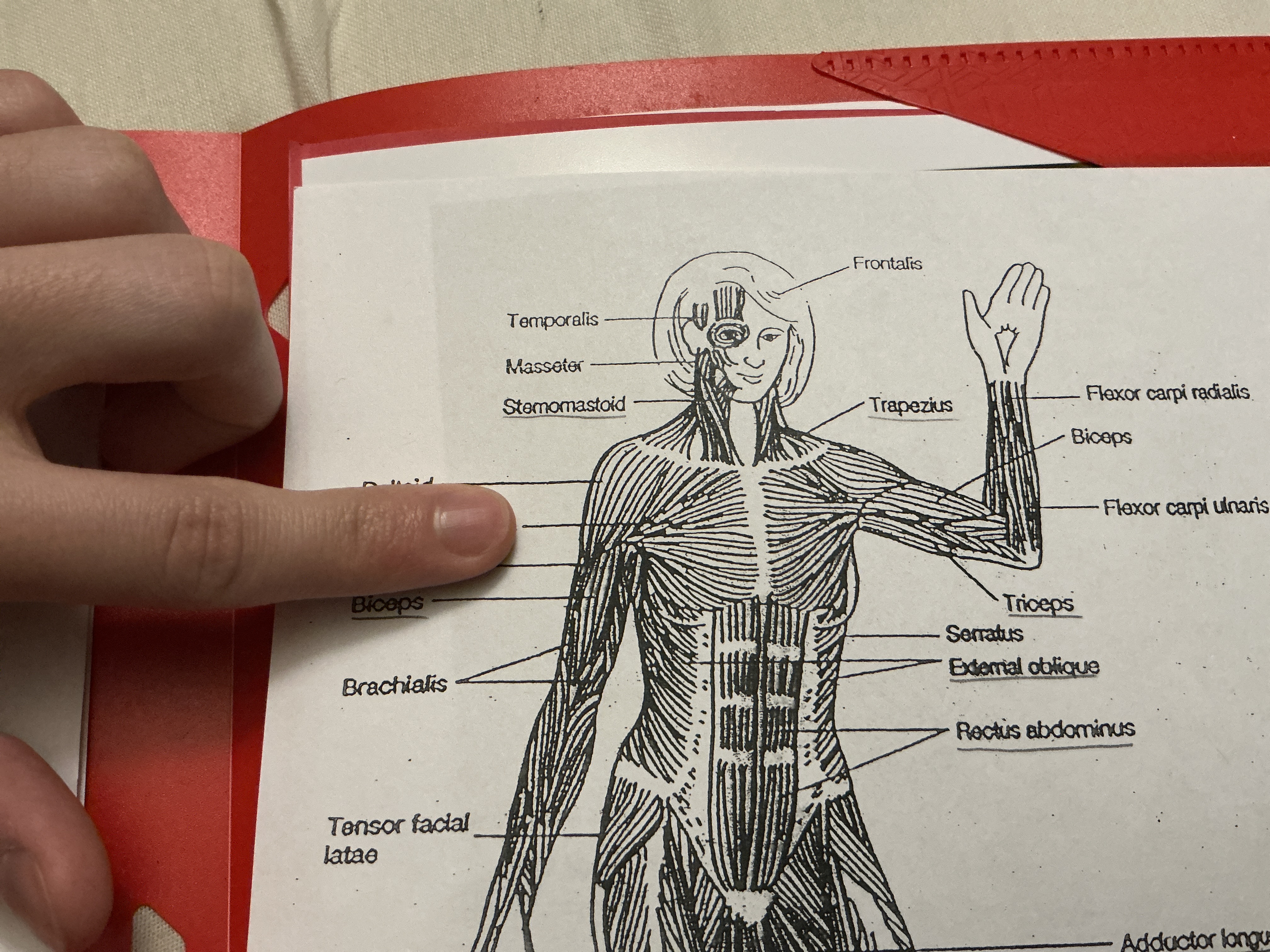 <p>A thick, fan-shaped muscle situated at the upper front of the chest, primarily responsible for the movement of the shoulder joint, including flexion, adduction, and internal rotation of the arm. </p>