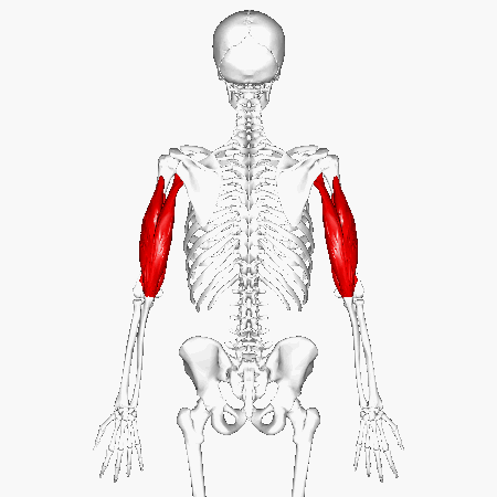 <p>Back of arm; </p><p>3 heads </p><p>“Tri = three heads”</p>