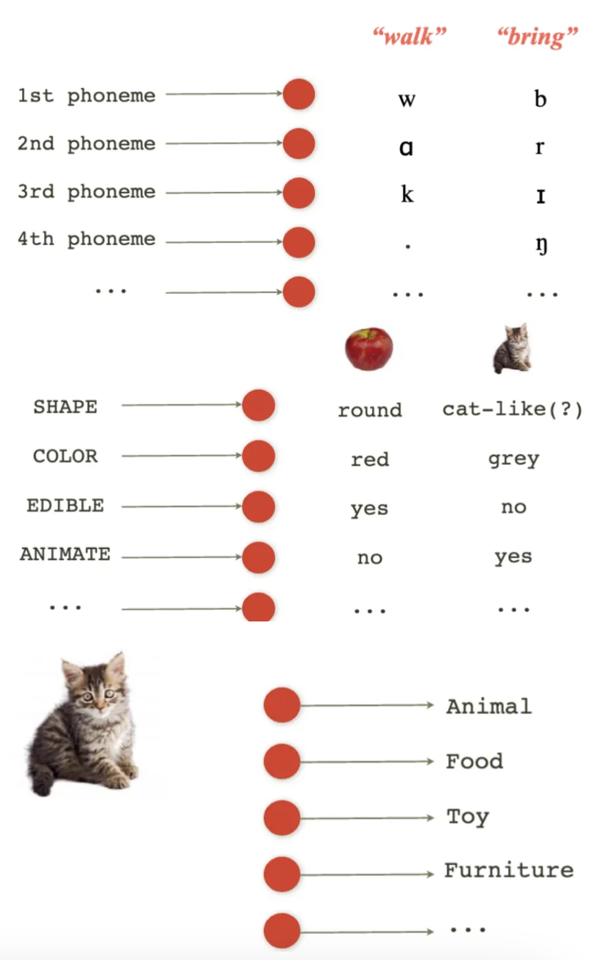<ul><li><p class=""><strong>Distribute Features:</strong> Features (shape, color, edible, animate) are spread across multiple nodes in a model, forming a <strong>distributed representation</strong>. These features work together to represent input data.</p></li><li><p class=""><strong>Input to Model:</strong> For tasks like predicting the English past tense, input words (e.g., "walk", "bring") are processed into <strong>distributed features</strong>, represented as nodes (circles in diagrams). Each node holds a part of the word's meaning.</p></li><li><p class=""><strong>Model Processing:</strong> The model uses phonemes as input (e.g., "w", "a", "k", "l") and generates outputs like past-tense forms by processing these features through nodes. The result is a set of features corresponding to word categories.</p></li><li><p class=""><strong>Feedback from Weights:</strong> As the model processes data, it adjusts <strong>weights</strong> based on feedback (errors), improving predictions over time.</p></li><li><p class=""><strong>New Word Generation:</strong> By distributing features and adjusting weights, the model generates new words or modifies existing ones based on input and learned patterns.</p></li></ul><p></p><p><strong>Key Points about the Concept:</strong></p><ul><li><p class=""><strong>Distributed Representations:</strong> These models rely on the idea that information, whether it's input or output, is not isolated but represented across multiple factors or features. For instance, when categorizing an object, the shape, color, and other attributes come together to form a holistic understanding of what the object is.</p></li><li><p class=""><strong>Neural Networks for Predicting Language Patterns:</strong> These models are widely used in language processing tasks such as predicting verb tenses based on phonemes.</p></li></ul><p></p>