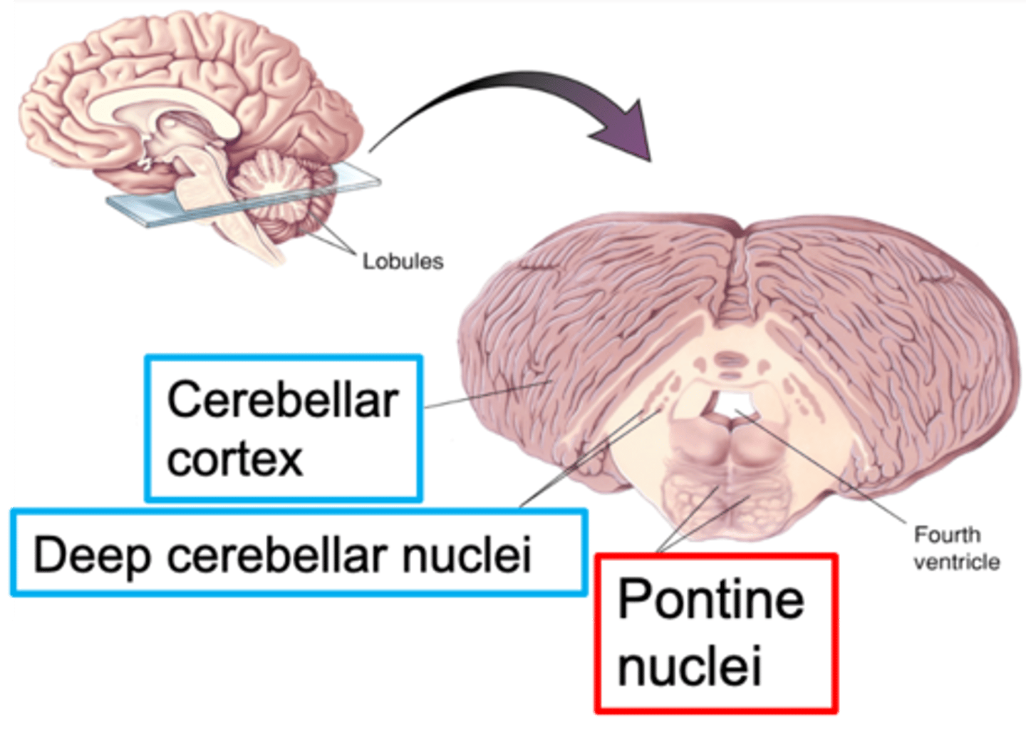<p>________ matter tracts from pontine nuclei</p>