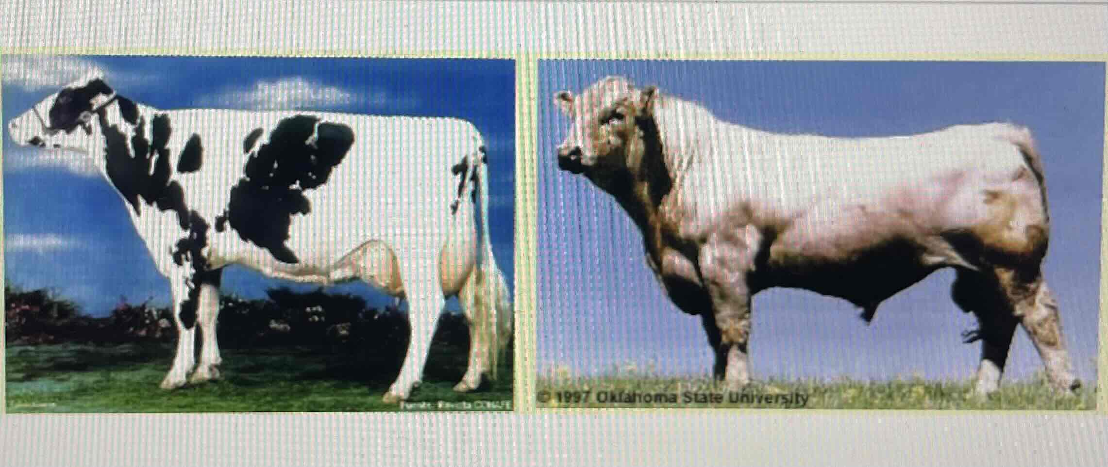 <p>It means that the species must have the same characteristics to be part of the same breed : ex : these two cows are from the same specie ( Bos Taurus ) but not the same breed because they have different morphologies</p>