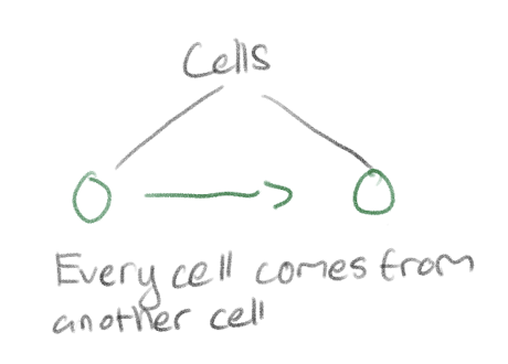 <p>From other cells </p><p>Cell Theory: Rudolf Virchow (1850s): “Every cell from a cell”</p>