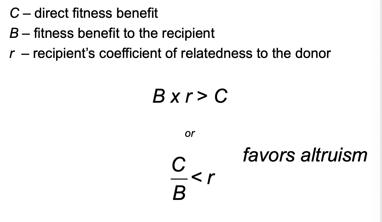 <p>What makes altruism evolve?</p>