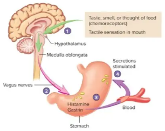 <ul><li><p>the taste, smell, or though of food or tactile sensations of food in the mouth stimulate the medulla oblongata </p></li><li><p>vagus nerves carry parasympathetic action potentials to the stomach where enteric plexus neurons are activated</p></li><li><p>postganglionic neurons stimulate secretion by parietal and chief cells and stimulate gastrin and histamine secretion by endocrine cells</p></li><li><p>gastrin is carried through the blood back to the stomach where along with histamine it stimulates secretion</p></li></ul><p></p>