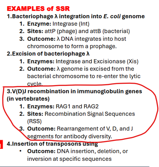 <p>what are examples of SSR (V(D)J recombination in immunoglobulin genes)</p>