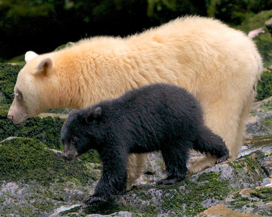 <p>The genetic basis of the recessive white color in the spirit bear is a single nucleotide change from G to A, resulting in the replacement of Tyr to Cys at codon 298 in themelanocortin 1 receptor gene (mc1r). From this information you should be able to discern that the cub shown with her mother in the photo below is _____________ at the locus for gene mc1r. a. heterozygous b. homozygous</p>