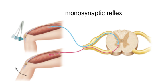 <ul><li><p>simplest reflex</p></li><li><p>sensory neuron synapses with motor neuron (no interneuron)</p></li><li><p>ex: knee jerk flex</p></li></ul><p></p>