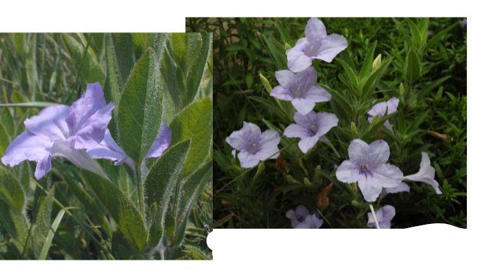 -delicate, paper textured petals
-foliage and stems covered in small hairs