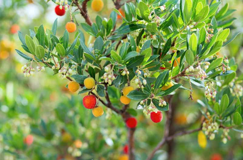 Strawberry tree