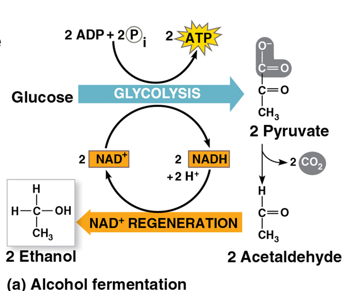 <p>Alcohol fermentation</p>