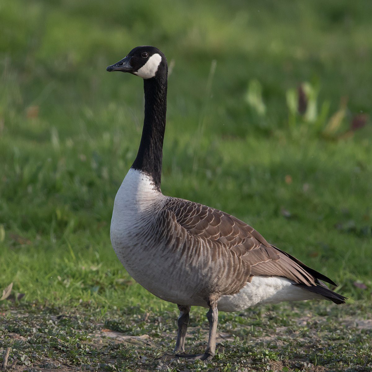 <p>What bird is this?</p>