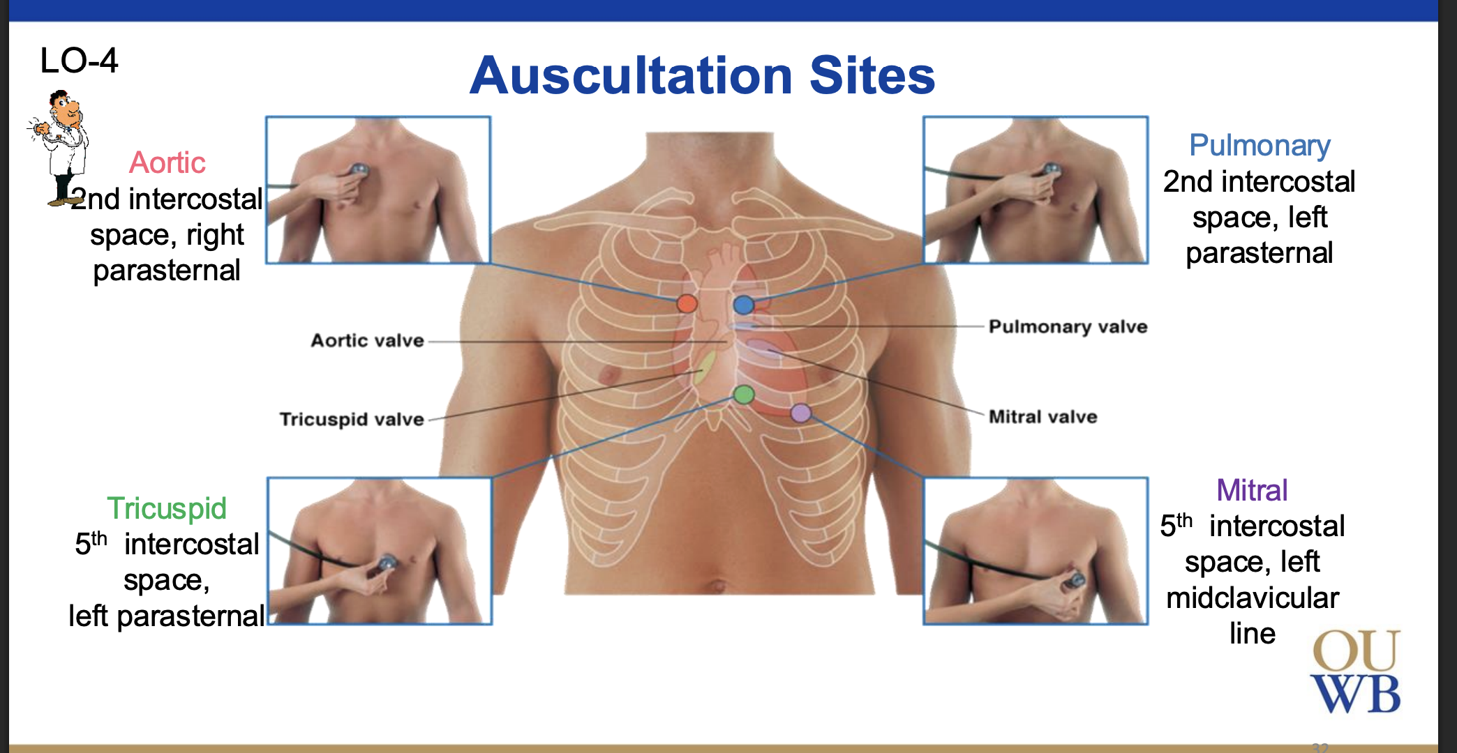 <ol><li><p>Aortic: 2nd intercostal space, right parasternal</p></li><li><p>Tricuspid: 5th intercostal space, left parasternal</p></li><li><p>Pulmonary: 2nd intercostal space, left parasternal</p></li><li><p>5th intercostal space, left midclavicular line</p></li></ol><p>Tip: All The Pretty Men</p><p></p>