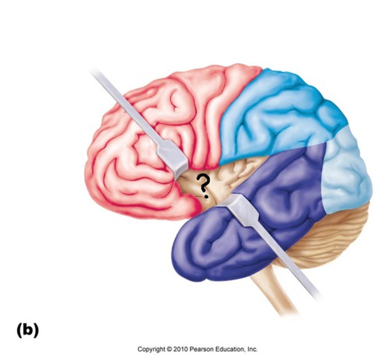 <p>internal region</p>