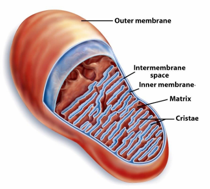 <ol><li><p>Outer membrane</p></li><li><p>Inner Membrane</p></li><li><p>intermembrane space&nbsp;</p></li><li><p>matrix of mitochondria&nbsp;</p></li></ol><p></p>