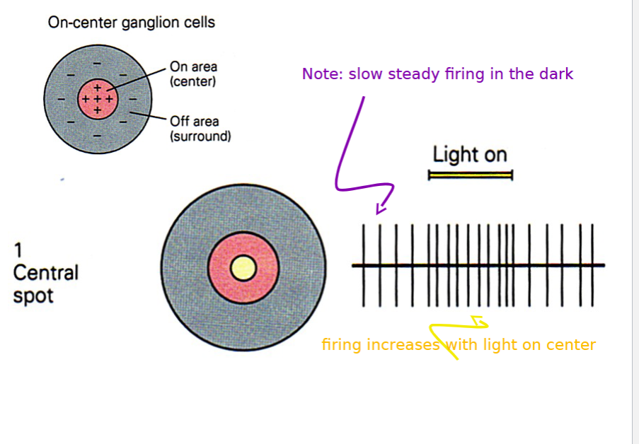 <p>firing increases when light is shown in the center</p>