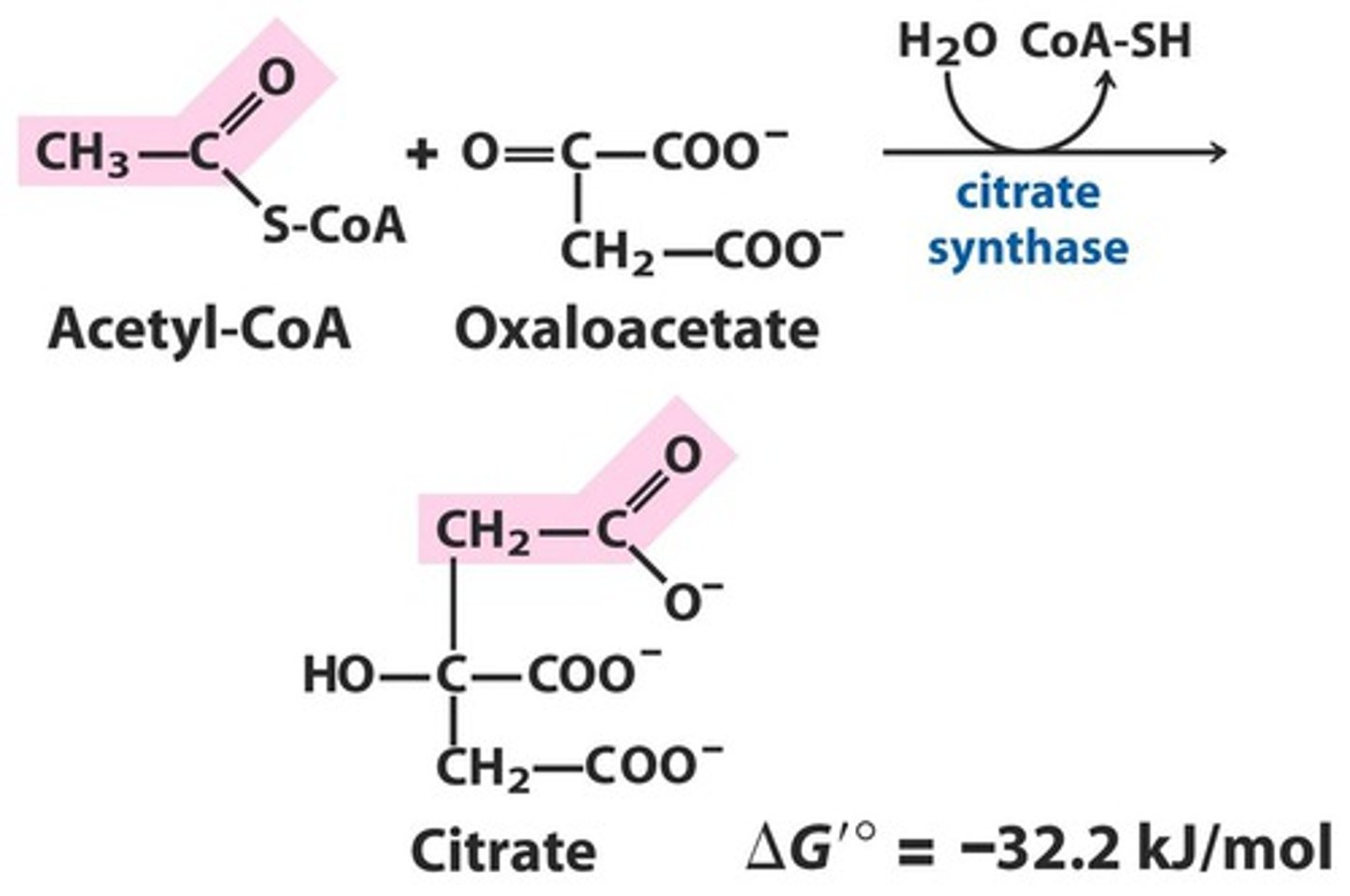 <p>Acetyl-CoA + Oxaloacetate (OAA)</p>