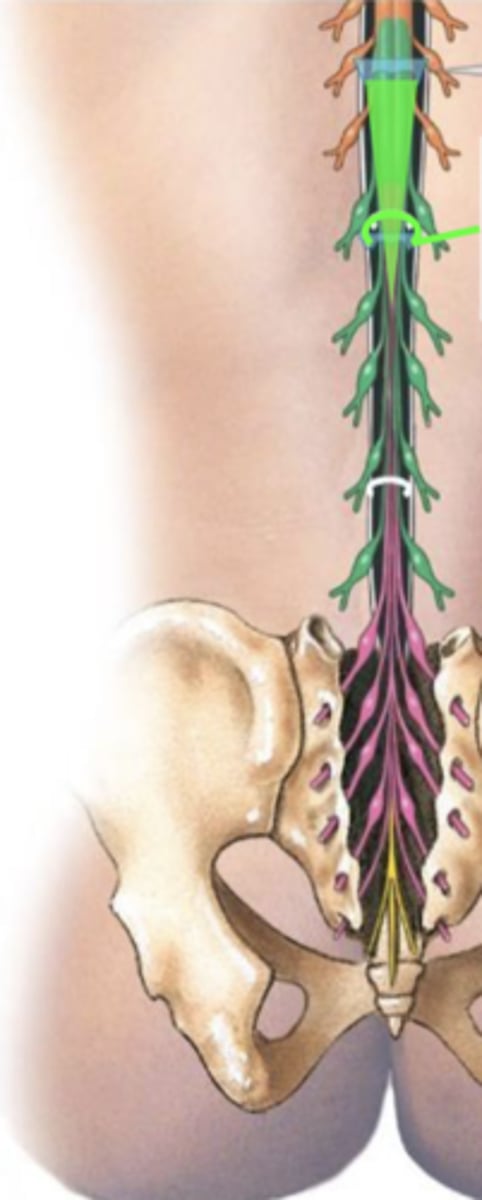 <p>main spinal cord doesn't reach coccyx</p>