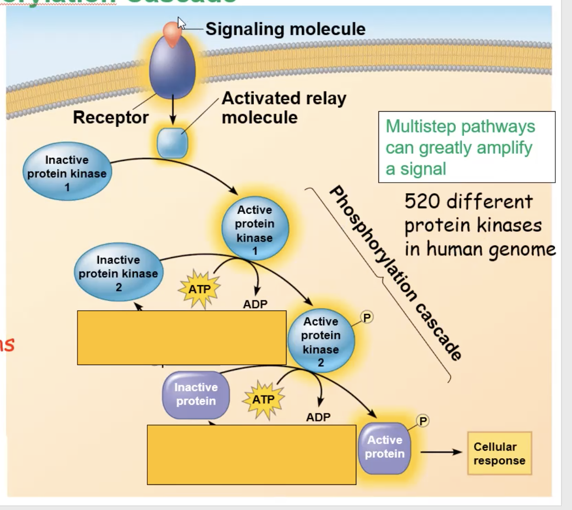<p>A kinase will get activated and phosphorylate other kinases, which will trigger that kinase to get activated and phosphorylate another kinase. This cycle continues, however many times, until the final kinase phosphorates an inactive protein, creating an active protein that can create a cellular response</p><p></p>