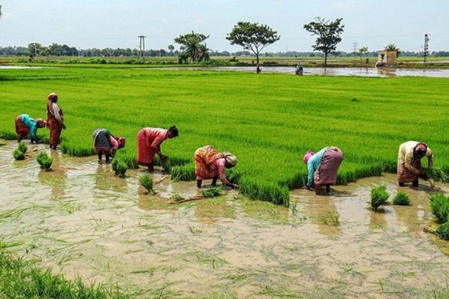 <p>rice cultivation in south east Asia<br><br>terraced paddy fields in Indonesia</p>