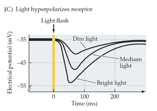 <p>When light enters the cell, it causes the potential to becomes more negative than it already was (hyperpolarization)</p><p>This causes it to release less neurotransmitter than it was already releasing</p><p>The brighter the light, the greater the hyperpolarization, the less neurotransmitter released </p><p>Less glutamate gets released, greater sensitivity to light and more adaptability </p>