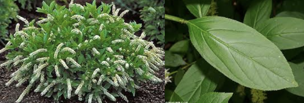 <p>Virgina sweet spice</p>