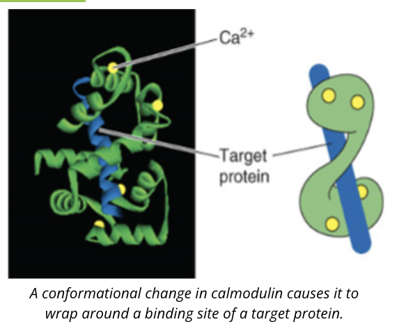 <ul><li><p>Ca2+ is an ion in the cell that has a number of function</p></li><li><p>typically, intracellular calcium is kept at low concentrations so when levels increase due to a signalling event, it can interact with certain proteins causing downstream effects</p></li><li><p>an example of calcium binding protein is calmodulin</p></li><li><p>when calcium concentrations rise, calcium binds to calmodulin inducing a conformational change that allows calmodulin to bind to its target protein</p></li></ul><p></p>