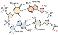 <p>Adenine is larger than cytosine and will not be able to base pair properly with the guanine on the opposing strand. This will cause the DNA to bulge. DNA repair enzymes may recognize the bulge and replace the incorrect nucleotide.</p>