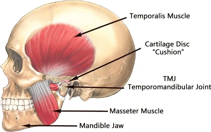 <p>The Temporomandibular Joint (TMJ)</p>