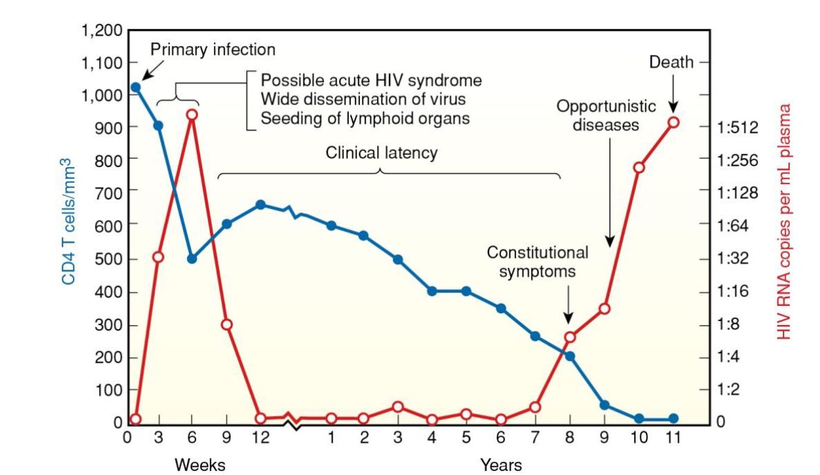 <p>What does the CD4 count / viral load graph show throughout HIV infection?</p>