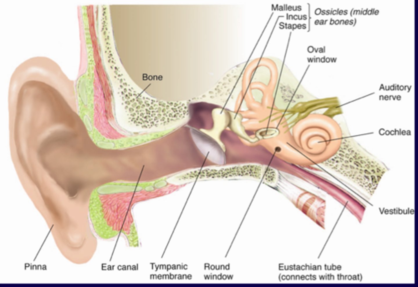 <p>outer ear, middle ear, inner ear</p>
