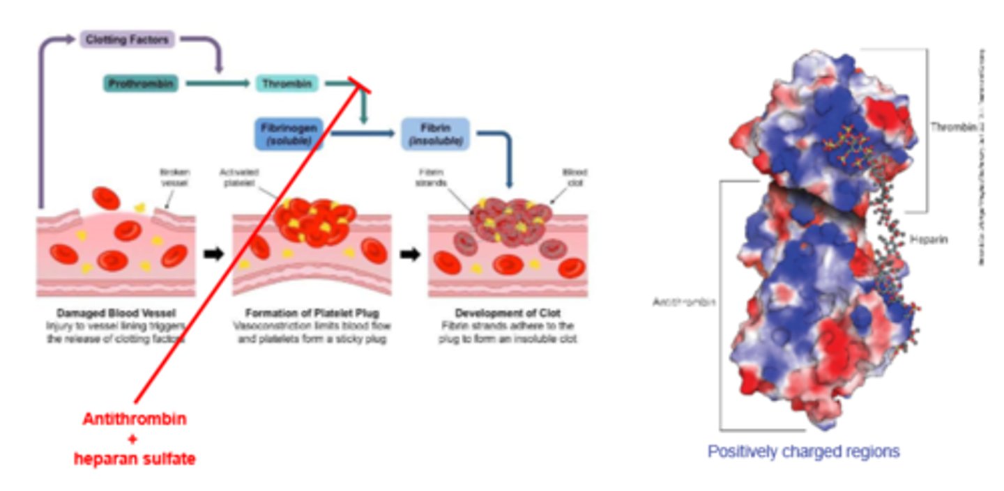 <p>inhibits thrombin (a protease)<br>-Only in the presence of heparan sulfate<br>-Heparan sulfate enhancement of binding of thrombin to antithrombin</p>