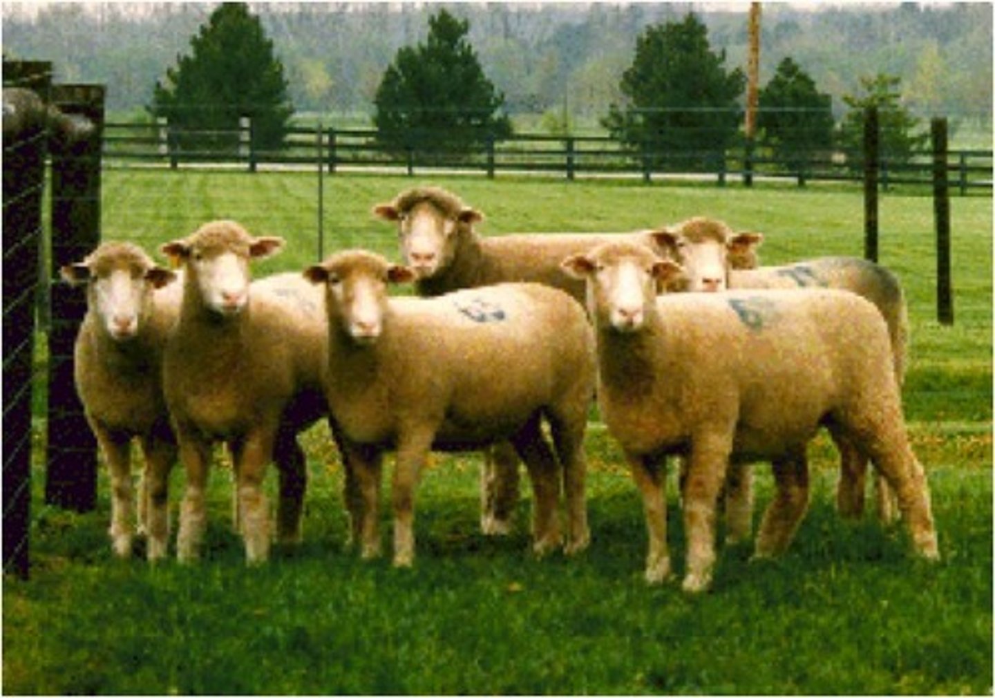 <p>Animals that only mate during specific times of the year. These times are chosen to help young survive by optimizing food, water, and temperature.</p><p>Ex. sheep, deer, foxes</p>