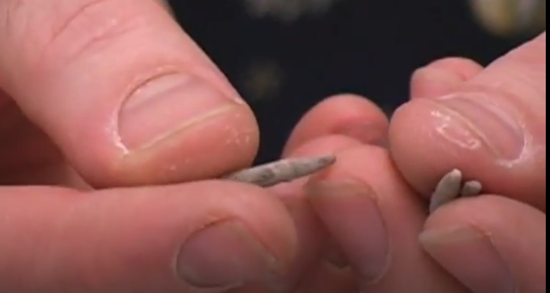 <p>What is this a fossil of? </p>