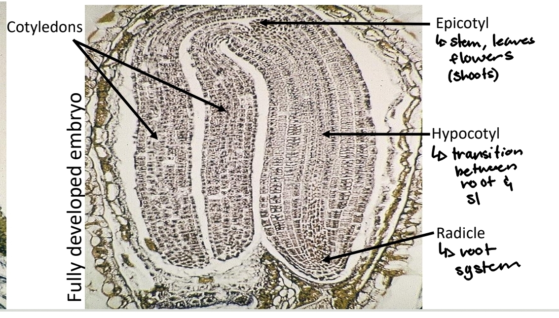 <p>Seed development - epicotyl</p>