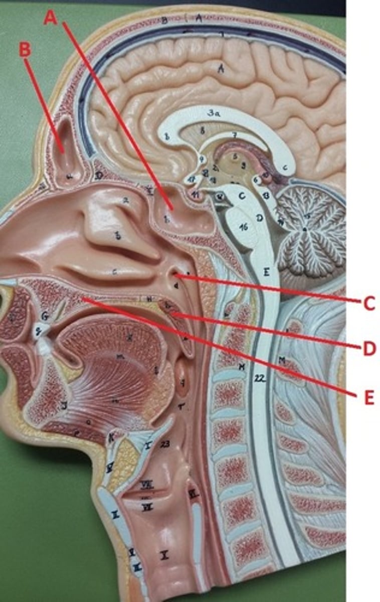 <p>C</p>