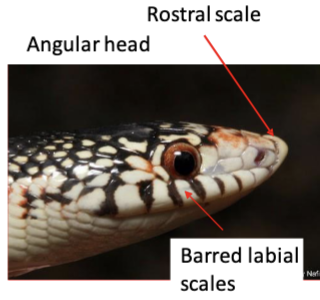 <p>CO species (1): R. lecontei</p><ul><li><p>angular head, distinct rostral scale, barred labial scales, round pupils</p></li><li><p>banded color pattern, smooth scales, single anal scales</p></li></ul>