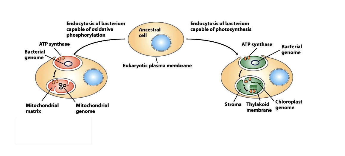 <ul><li><p>ancestral cell endocytosis of bacterium </p><ul><li><p>capable of oxidative phosphorilation</p></li></ul><p>(or)</p><ul><li><p>capable of photosynthesis</p></li></ul></li></ul><p></p>