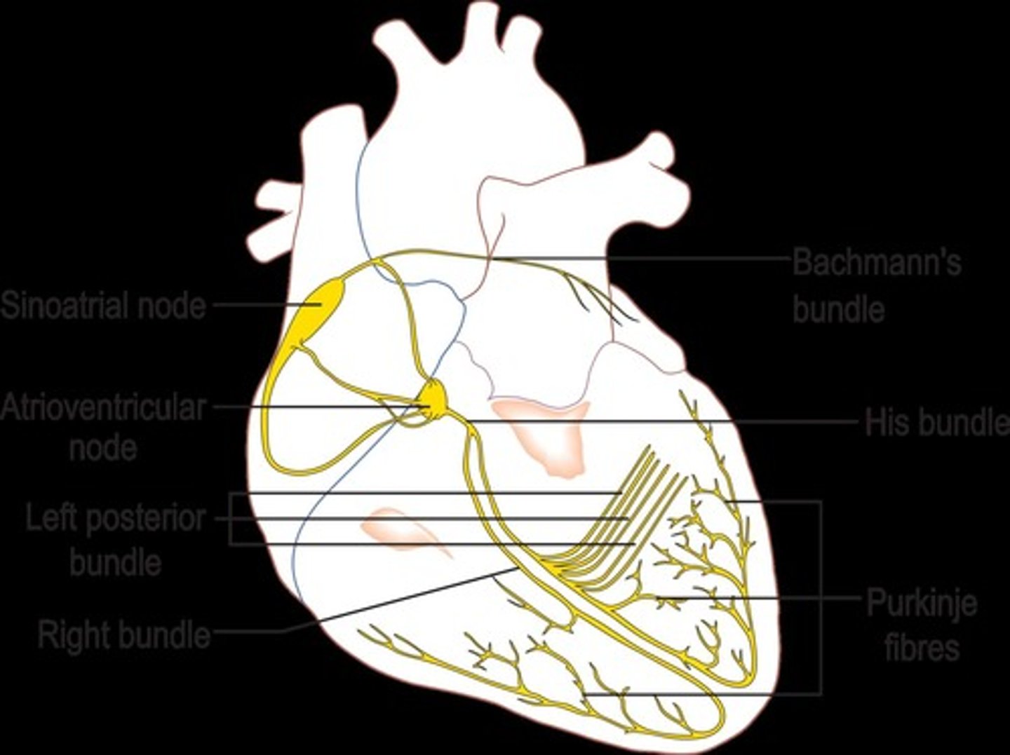 <p>The action potential originates in the SA node, propagates to the AV node, travels down the Bundle of His, and spreads through the left and right bundle branches and Purkinje fibers.</p>