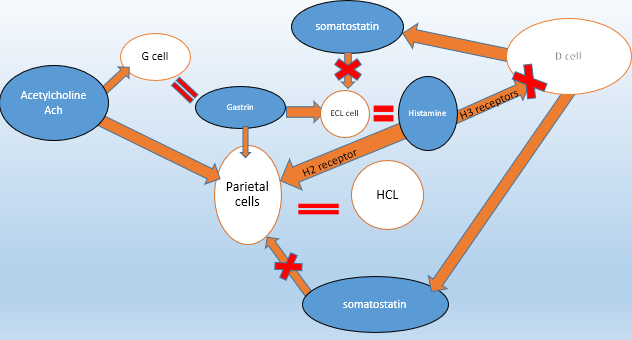 <p><span>•Gastrin stimulates Enterochromaffin like cell (ECL) to produce histamine</span></p><p><span>•Gastrin stimulates parietal cell to produce acid</span></p><p><span>• Ach stimulates G cell to produce Gastrin</span></p><p><span>• Ach stimulates parietal cell to produce acid</span></p><p><span>• Somatostatin inhibits ECL cell histamine secretion</span></p><p><span>• Histamine stimulates acid secretion by acting on parietal cells via H2 receptor</span></p><p><span>• Histamine stimulates acid secretion by acting on D cell via H3 receptor to inhibit somatostatin production</span></p><p></p>