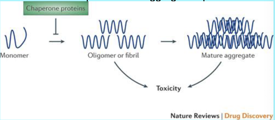 <p>what is the impact of misfolding of proteins?</p>